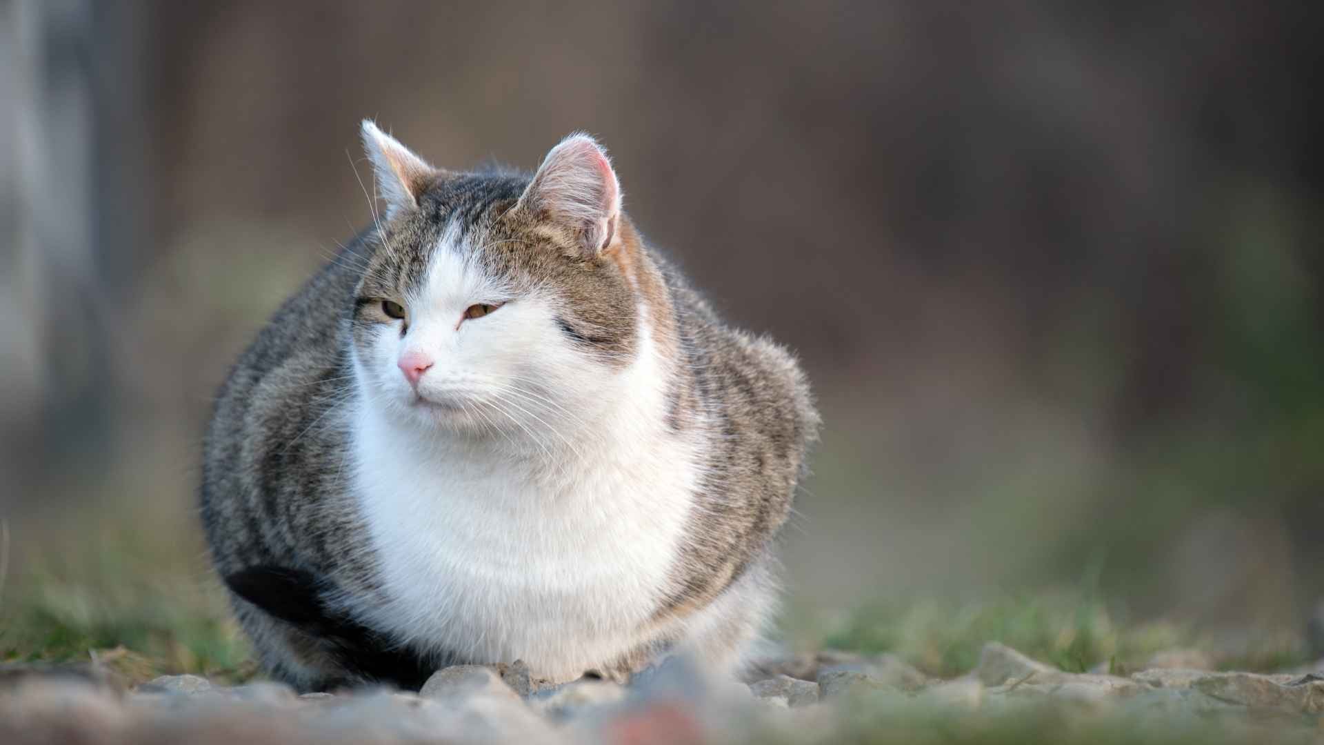 Gato gordo con sobrepeso